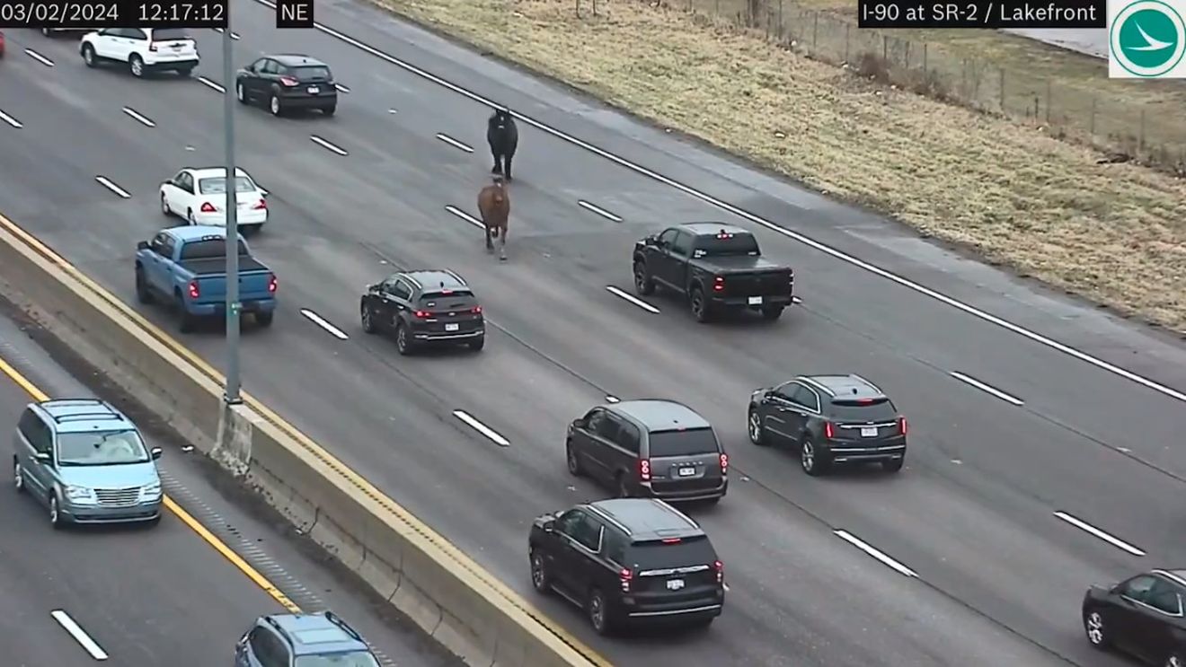 VIDEO Doi cai evadați din grajdurile poliției au galopat pe cea mai lungă autostradă din Statele Unite