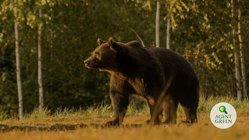 Oficial: DNA a deschis dosar penal în cazul uciderii ursului Arthur pentru a verifica de ce a fost permisă vânarea animalului