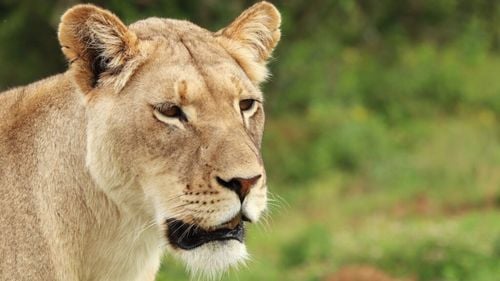 VIDEO | Leii de companie din Thailanda: Între modă, afacere și pericol / Felinele trăiesc în case, cafenele și crescătorii comerciale