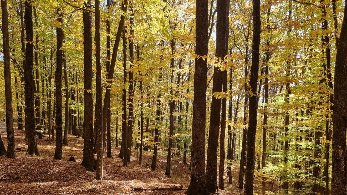 Peste 1.700 ha de zone forestiere din Brașov vor putea fi transformate în păduri-parc, un concept inovativ în care caracteristicile naturale ale pădurii pot fi combinate cu elemente de parcuri urbane