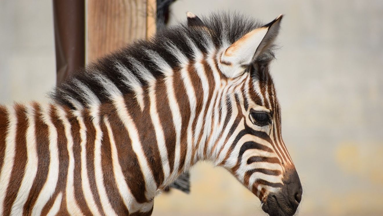VIDEO Pauza de respirație: Un pui de zebră s-a născut la ZOO Brașov