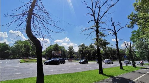 FOTOGALERIE Marile bulevarde din București, pline de arbori uscați care pun în pericol pietonii și mașinile