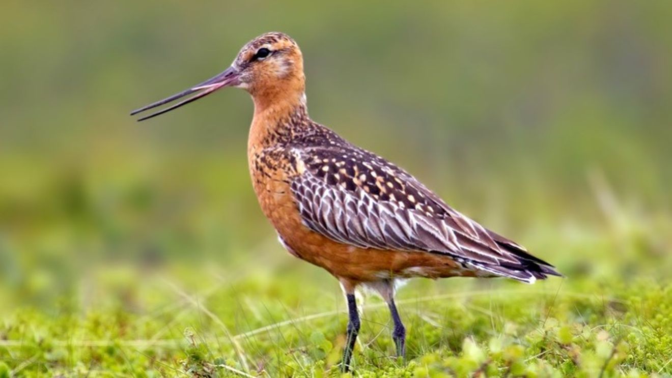 VIDEO O pasăre kuaka din Noua Zeelandă a doborât recordul pentru cel mai lung zbor fără întrerupere: 12.000 km in 9 zile