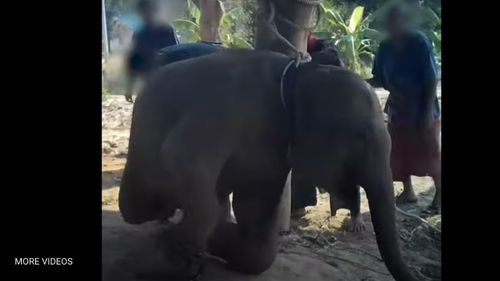 VIDEO Imagini rare cu tehnicile crude de dresaj aplicate elefanţilor destinaţi industriei turistice din Thailanda, difuzate de activişti