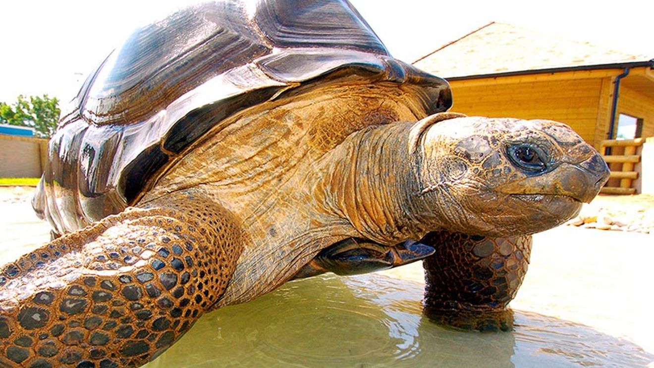 Broasca țestoasă Darwin, originară din Oceanul Indian, a murit la 105 ani la Grădina Zoologică Blackpool, Anglia. Este cel mai longeviv animal al Planetei.
