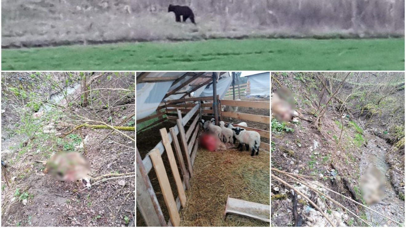 FOTO: Un urs a atacat o stână din județul Alba. Prezența a patru exemplare, semnalată în ultimul timp lângă Alba Iulia