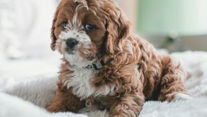 ’’Puppy eyes’’ nu este doar o expresie. Cum s-a modificat privirea câinilor de-a lungul anilor pentru a le topi inimile stăpânilor?