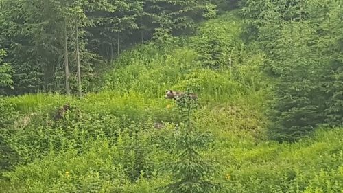 Atac al unui urs, la Sovata. Un bărbat a fost mușcat de picior și a ajuns la spital/ În 2022, chiar primarul localității a fost atacat la vânătoare