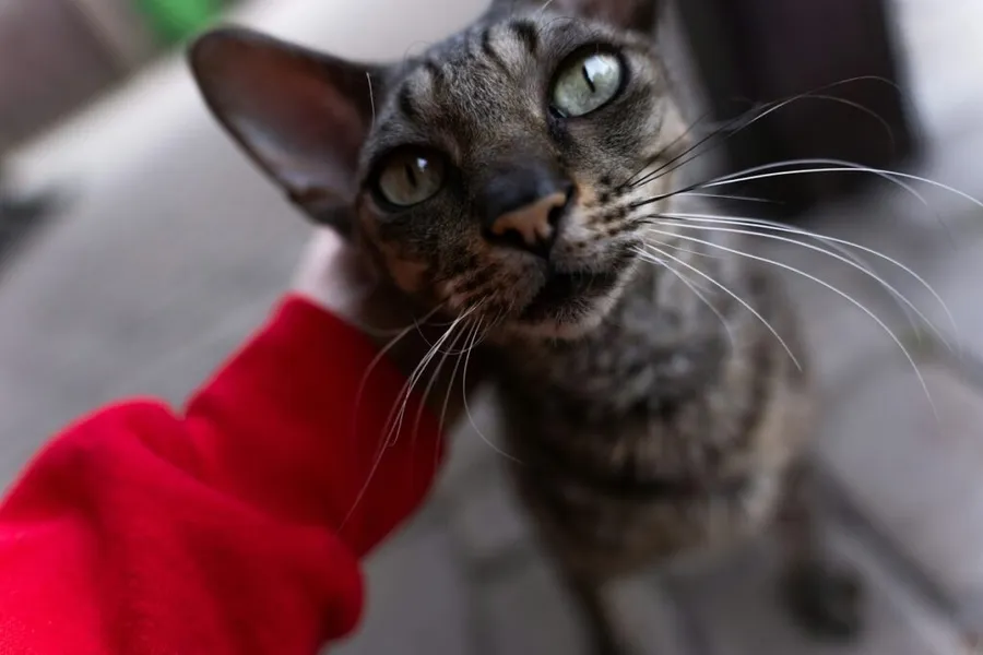 Cornish Rex, pisică