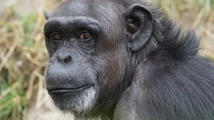 Trei cimpanzei au fost împușcați mortal după ce au evadat de la o grădină zoologică din Suedia