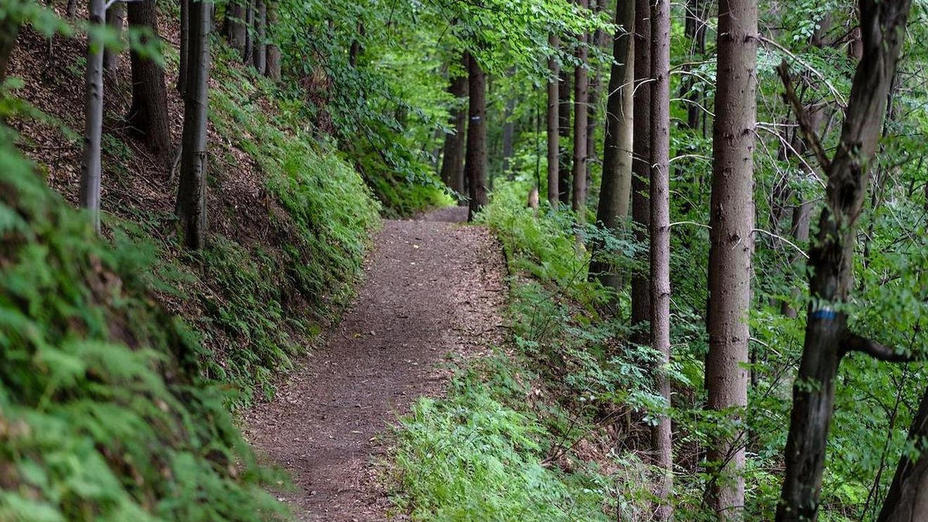 Bărbat rătăcit în pădure în Valea Jiului, găsit după 8 zile