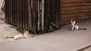 Un bărbat din București a fost reținut de poliție, acuzat că a omorât o pisică