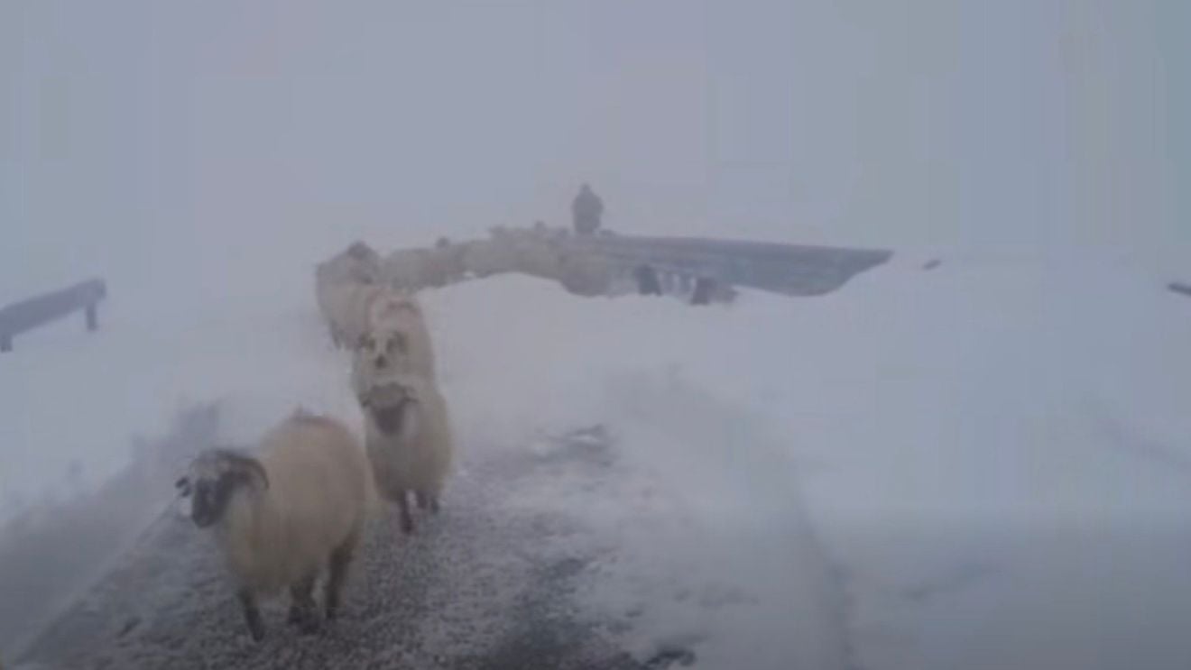 VIDEO Ciobanii blocați de zăpadă pe Transalpina, salvați de drumari după aproape o săptămână / ”Se coboară în siguranță către Rânca”