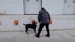 VIDEO demonstrativ: Câinii de la Autoritatea Vamală din România în acțiune. Cum se antrenează pentru a combate criminalitatea organizată legată de migrație