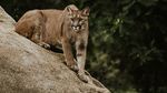 Trei pui de pumă au venit pe lume într-o grădină zoologică din Germania. Vizitatorii sunt invitați să le aleagă numele