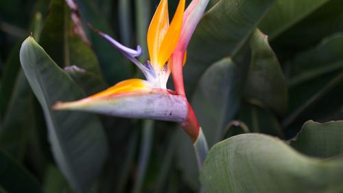 Craiova va avea o nouă seră tropicală în Grădina Botanică / Sera cu 46 de specii de plante exotice a fost amenajată pe un fost teren de sport / Investiție de 7,3 milioane de lei