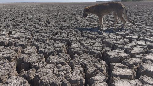 VIDEO Fenomen extrem cauzat de secetă: Un lac de 851 de hectare din Constanța a secat în totalitate pentru prima dată de când există