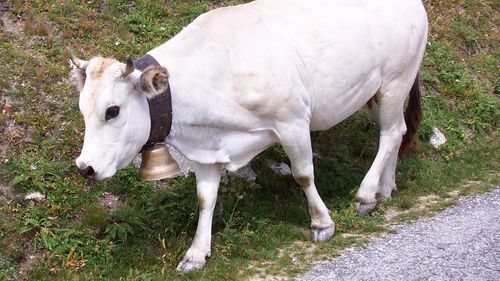 "Au murit ca muștele” / 50 de vaci au murit pe un câmp în Italia, în câteva minute, din cauza intoxicației cu sorg / Planta dezvoltă substanțe toxice atunci când este tânără și în condiții de secetă