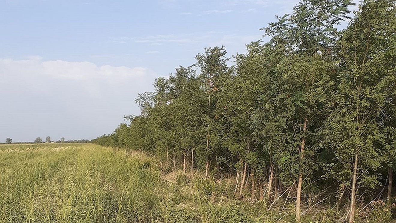 Silvicultor: Cultura de salcâm pentru biomasă, o sursă energetică alternativă ce poate beneficia de finanţare prin PNRR / Are un ciclu de producţie scurt şi încă din anul doi putem avea 15-20 de tone de biomasă pe hectar