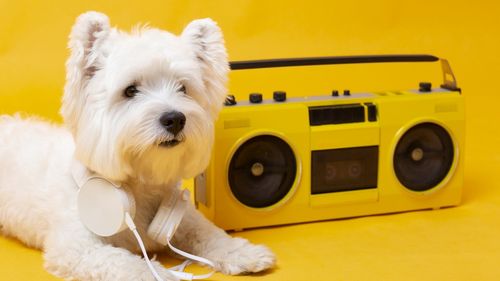 Muzica pentru animale a devenit realitate. Ce gen preferă câinele tău: Răspunsul te va surprinde