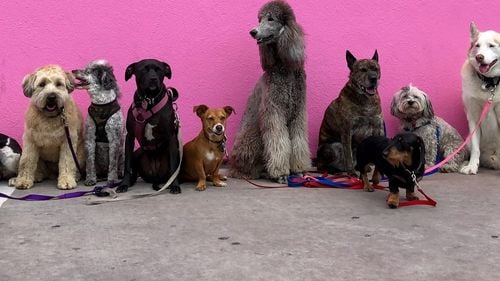 Ești alergic la părul de animale? Iată ce câine sau pisică ți se potrivește