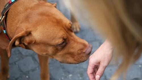 Două animale de companie „simt” cancerul, infecțiile și crizele epileptice înainte ca simptomele să apară. Știu că ești bolnav până să descopere medicii