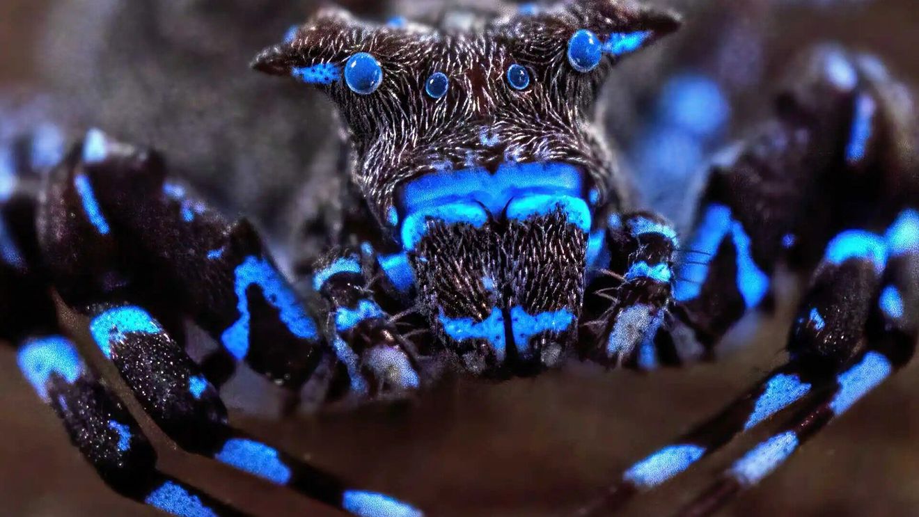 FOTO | Descoperire spectaculoasă în Angola: Cercetătorii au identificat zeci de specii noi, inclusiv un păianjen fluorescent