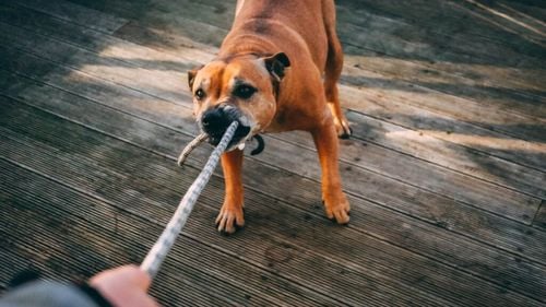 Câinii sunt rasiști, la fel ca oamenii? Sau imită comportamentul stăpânilor? Două studii au ajuns la aceeași concluzie tristă