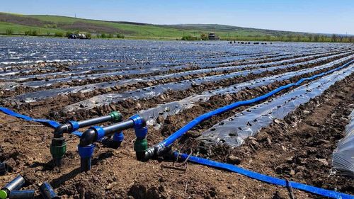 Ministrul Daea a lansat la Bechet programul pilot de irigare prin picurare pentru legume şi cartofi: 5.000 de tineri vor avea posibilitatea de avea o instalaţie şi cu fotovoltaic, şi prin picurare, şi cu temperatură controlată