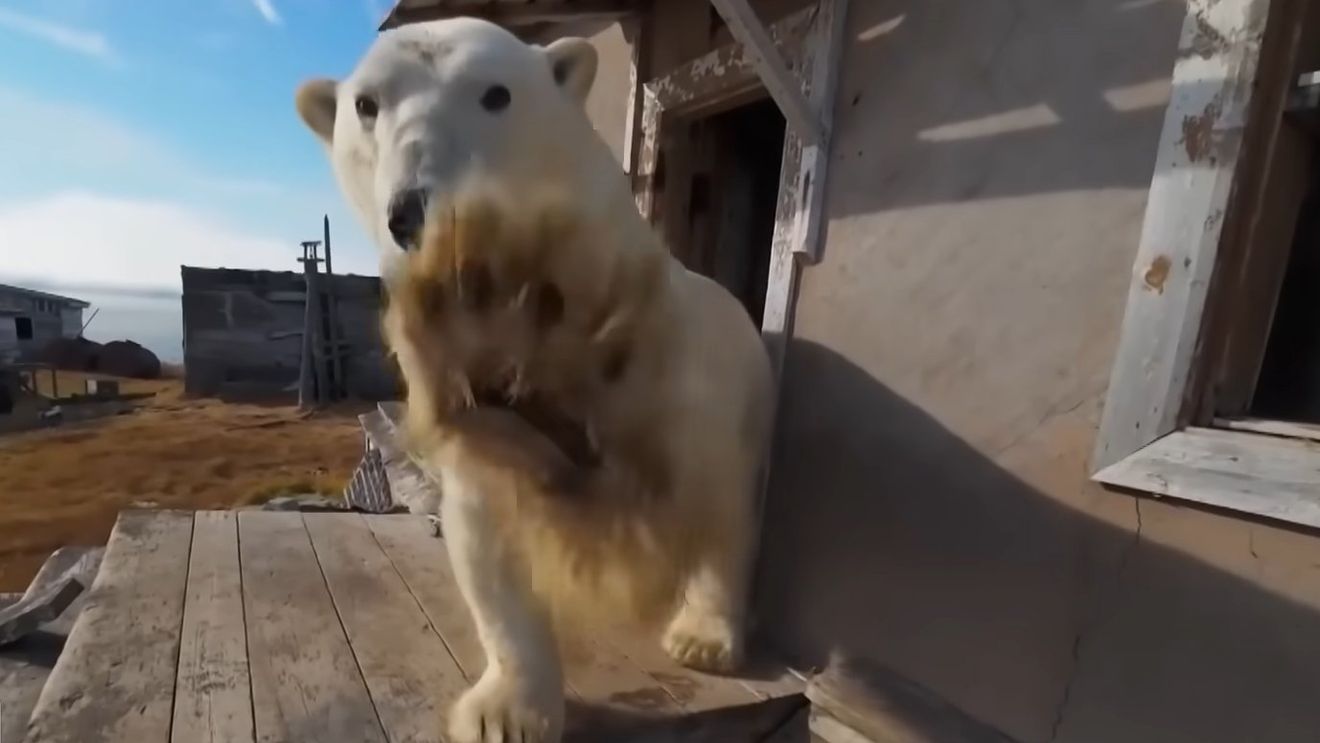 VIDEO Urșii polari preiau controlul asupra unei stații de cercetare abandonate în regiunea arctică rusă