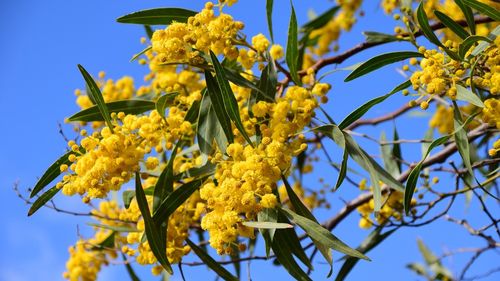 Campanie de plantare a 90.000 de copaci pentru înfiinţarea primei păduri comunitare din România