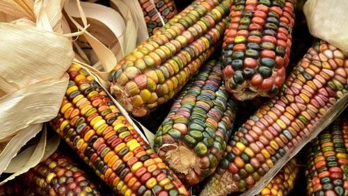 Deputat PNL, atac la ministrul PSD al Agriculturii. Emil Dumitru: Fermierii români riscă să rămână fără subvenție din cauza „reformei” lui Daea / Plata la hectar va scădea de la 192 euro pe hectar la 150 euro