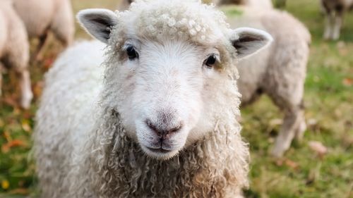 VIDEO Trei miei au fost furați de trei activiste de mediu de pe o proprietate a regelui Charles al III-lea/ Ele au vrut să denunțe în acest fel creşterea animalelor în scopuri alimentare