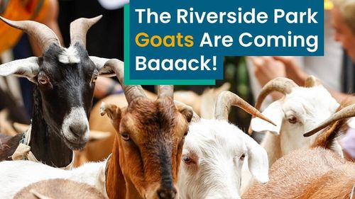 New York apelează la capre pentru a curăţa buruienile din parcuri / Caprele Charlie, Cowgirl, Mallomar şi Chico vor fi folosite pe post de motocoasă