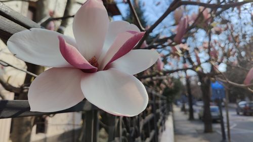 FOTO Bucureștiul roz. Magnoliile înflorite au scos locuitorii Capitalei la plimbare pe străzi, în acest weekend