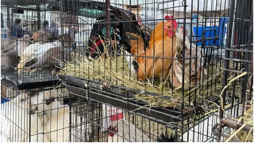 Comerț ilegal de animale la târgul din Voluntari: Ce alte nereguli grave au mai descoperit autoritățile (FOTO)