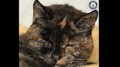 VIDEO Flossie, desemnată cea mai bătrână pisică din lume, la aproape 27 de ani