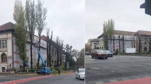 Toaletări neavizate și nerespectarea condițiilor legale la Facultatea de Biologie din București. Direcția de Mediu a PMB confirmă abateri și a sesizat Poliția Locală / Imagini pe rețele sociale ale copacilor mutilați