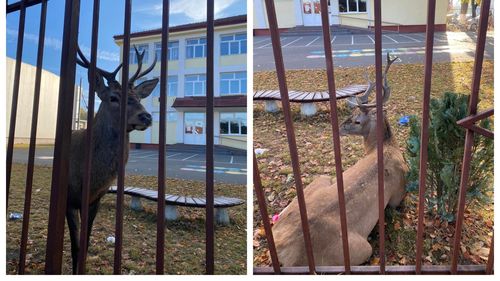 Un cerb a fost capturat în curtea unei școli din Râșnov (Brașov) / Autoritățile s-au sesizat după ce imaginile cu animalul au ajuns pe rețelele de socializare