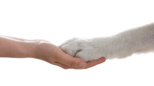 Cum să-ți protejezi animalele de companie în caz de dezastru