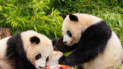 Câini panda: O grădină zoologică din China a devenit virală pentru că atrage vizitatorii cu căței pictați care seamănă cu urșii panda