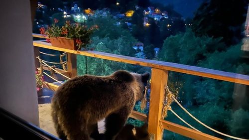 City managerul din Sinaia a avut ”musafiri” o ursoaică și puiul ei: ”Senzația de ursoaică cu pui la ușa ta crește pulsul. Îmi sunt tare dragi dar nu așa”/ Marian Panait a sunat la 112