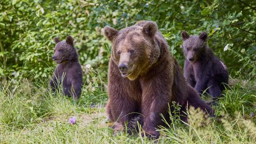 Un bărbat a fost ucis într-un nou atac atribuit unui urs, în Japonia / Plecase să culeagă ciuperci în pădure și era dat dispărut