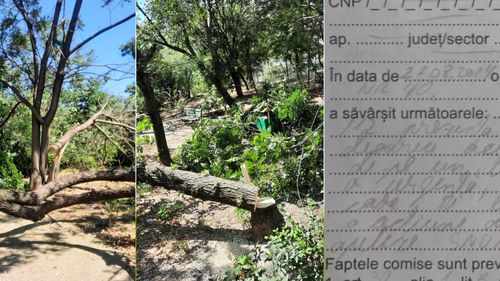 Un bucureștean care a reclamat presupuse tăieri ilegale de copaci în Sectorul 3 a fost amendat cu 2.000 de lei pentru că a sunat la 112  / Reacția Gărzii de Mediu