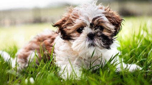 Se apropie ziua în care vom vorbi cu animalele noastre de companie. Cum descifrează știința limbajul necuvântătoarelor