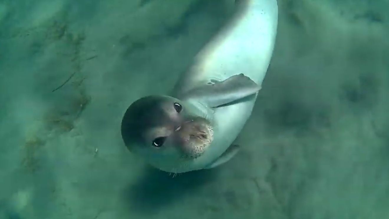 VIDEO Foca-mascotă Kostis, din insula grecească Alonissos, a fost ucisă cu harponul. Episodul a stârnit furia opiniei publice: ”Răutatea și prostia umană nu au limite!”
