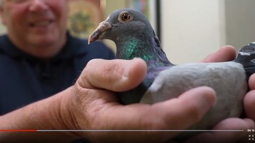 Un porumbel a zburat din greșeală din Marea Britanie până în SUA, a fost recuperat și este trimis acasă