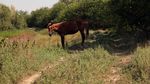 Valul de căldură din iunie a provocat pierderi de circa 2 miliarde de euro în agricultura europeană. Recolta de cereale, estimată la cel mai scăzut nivel din ultimii opt ani