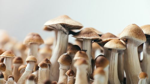 Noua Zeelandă dă undă verde folosirii psilocybin, un compus prezent în mod natural în anumite ciuperci halucinogene, în lupta împotriva depresiei