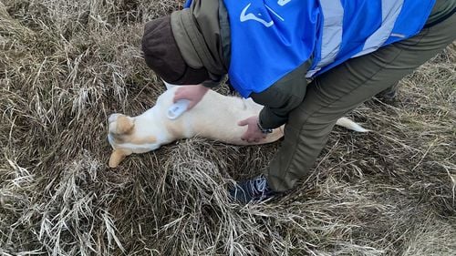 Verificări în Bucureşti, după ce un câine a fost găsit cu o rană produsă prin sfâşiere, în stare gravă, cu infecţie în organism şi afectare hepatică / Animalul este microcipat, dar nu este înregistrat, idetificarea proprietarului fiind dificilă - FOTO